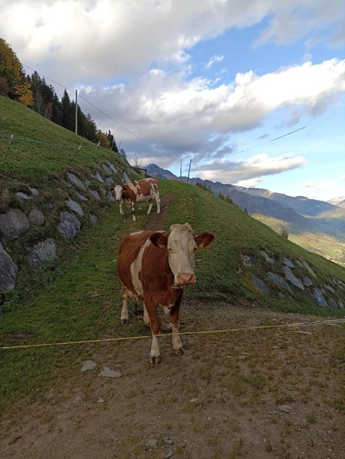 Ortnerhof Apartment Ahrntal Екстериор снимка